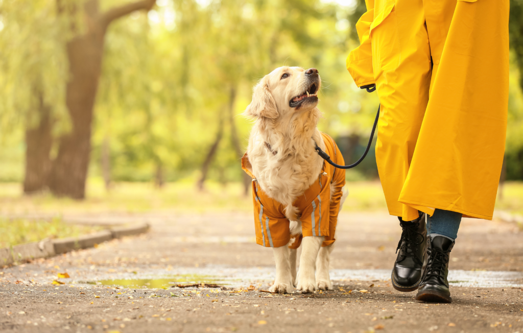 Ideas de Actividades Recreativas y Saludables para Disfrutar del Otoño