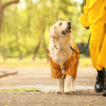Ideas de Actividades Recreativas y Saludables para Disfrutar del Otoño